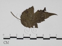 登錄號:F0019192藏品圖，第1張