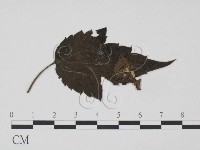 登錄號:F0019192藏品圖，第3張