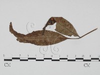 登錄號:F0019194藏品圖，第1張