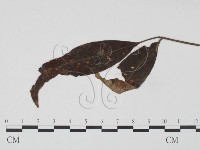 登錄號:F0019194藏品圖，第3張