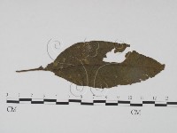 登錄號:F0019195藏品圖，第1張
