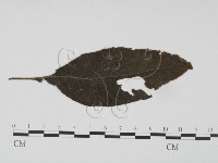 登錄號:F0019195藏品圖，第3張