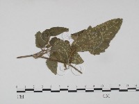登錄號:F0019196藏品圖，第1張