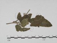 登錄號:F0019196藏品圖，第3張