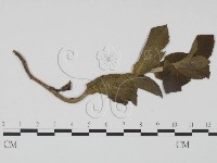 登錄號:F0019198藏品圖，第1張