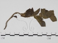 登錄號:F0019198藏品圖，第3張