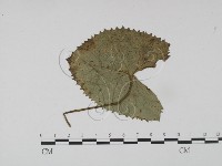 登錄號:F0019201藏品圖，第1張