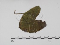 登錄號:F0019201藏品圖，第3張