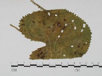 登錄號:F0019202藏品圖，第3張