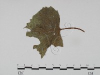 登錄號:F0019204藏品圖，第1張