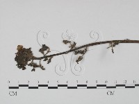 登錄號:F0019205藏品圖，第1張