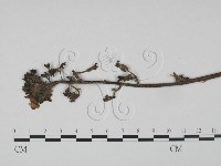 登錄號:F0019205藏品圖，第3張