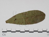 登錄號:F0019206藏品圖，第1張