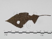 登錄號:F0019207藏品圖，第1張