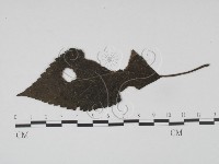登錄號:F0019207藏品圖，第3張