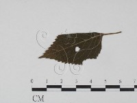 館號:F0019208藏品圖，第3張
