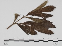 登錄號:F0019209藏品圖，第3張
