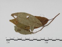 登錄號:F0019211藏品圖，第3張