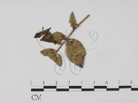 登錄號:F0019212藏品圖，第1張