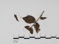 登錄號:F0019212藏品圖，第3張