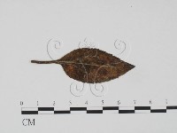 登錄號:F0019214藏品圖，第1張