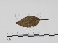 登錄號:F0019214藏品圖，第3張
