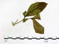 登錄號:F0019215藏品圖，第1張