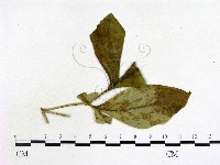 登錄號:F0019215藏品圖，第3張