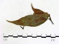 登錄號:F0019216藏品圖，第1張
