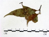 登錄號:F0019216藏品圖，第3張