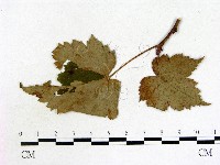 登錄號:F0019217藏品圖，第1張