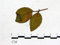 登錄號:F0019218藏品圖，第1張