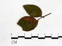 登錄號:F0019218藏品圖，第3張