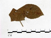 登錄號:F0019219藏品圖，第1張