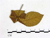 登錄號:F0019219藏品圖，第3張