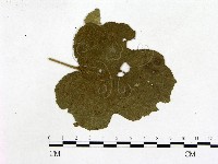 登錄號:F0019220藏品圖，第1張