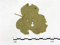 登錄號:F0019220藏品圖，第3張