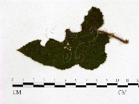 登錄號:F0019221藏品圖，第1張