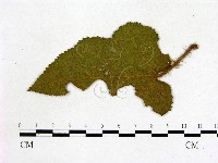 登錄號:F0019221藏品圖，第3張