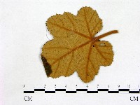 登錄號:F0019222藏品圖，第3張