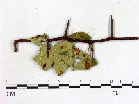 登錄號:F0019223藏品圖，第1張