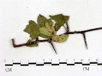 登錄號:F0019223藏品圖，第3張