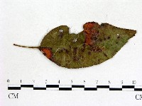 登錄號:F0019224藏品圖，第1張