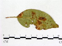 登錄號:F0019224藏品圖，第3張