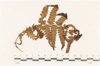 登錄號:F0019225藏品圖，第1張