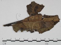登錄號:F0019228藏品圖，第1張