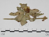 登錄號:F0019229藏品圖，第1張