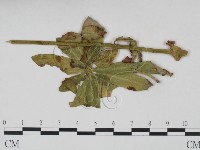 登錄號:F0019229藏品圖，第3張