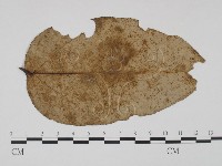 登錄號:F0019230藏品圖，第3張