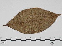 登錄號:F0019231藏品圖，第1張